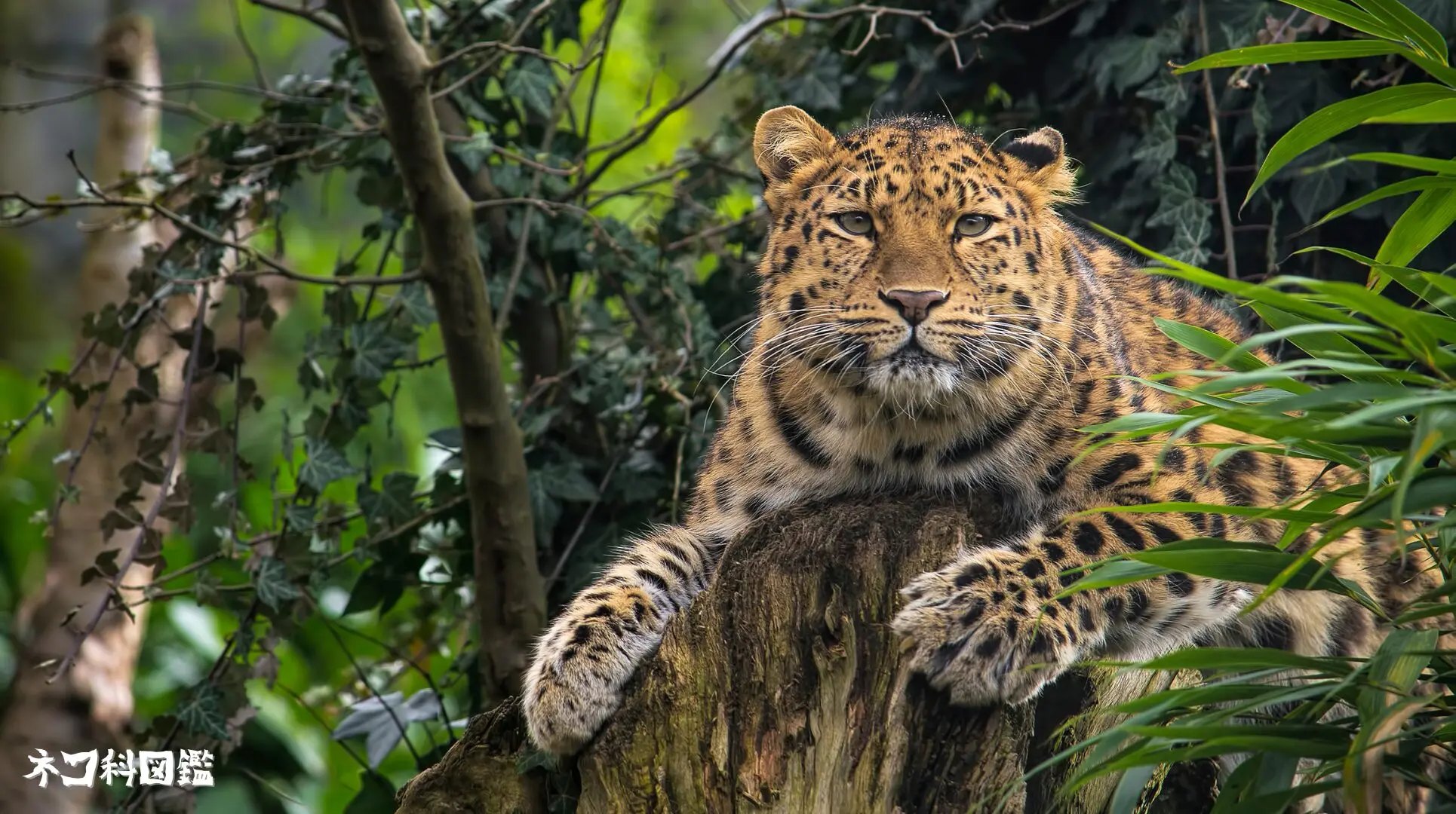 ヒョウ図鑑｜神秘的な斑点を持つ「森の忍者」の生態と保全活動 | ネコ