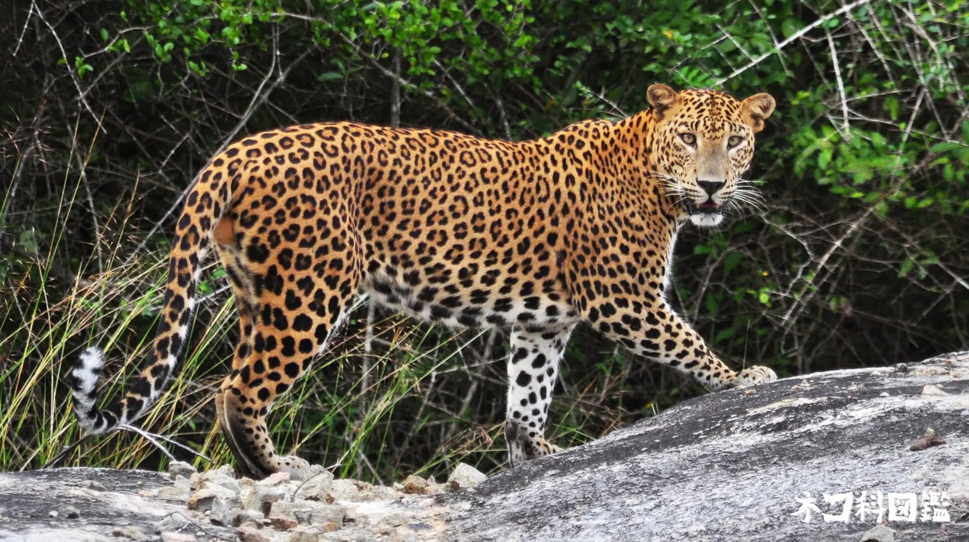 ヒョウ図鑑｜神秘的な斑点を持つ「森の忍者」の生態と保全活動 | ネコ