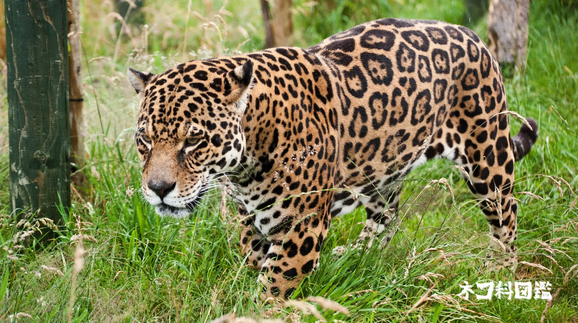 ジャガー図鑑｜「アメリカ大陸の王者」の生態と現状、保全活動まで