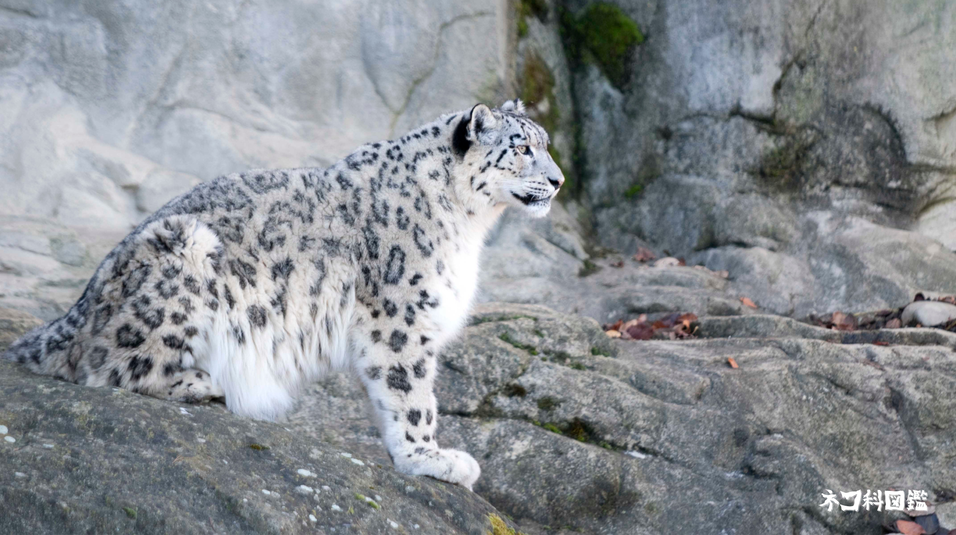 ririka様 ユキヒョウ 全長214cm 国際希少野生動植物種登録票付 ririka様 ユキヒョウ 全長214cm 国際希少野生動植物種登録票付 ririka