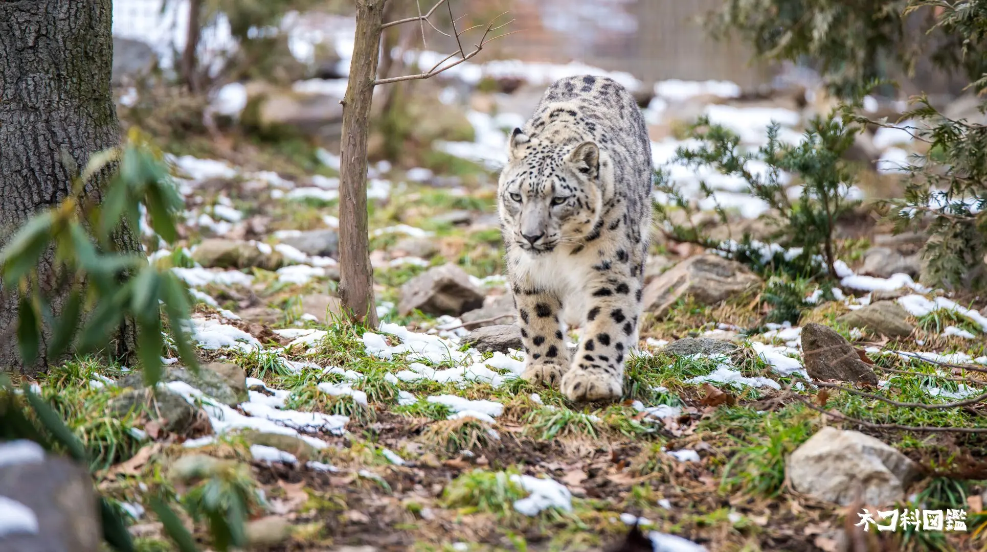 ユキヒョウ図鑑｜「雪山の王者」の生態と現状、保全活動まで | ネコ科図鑑