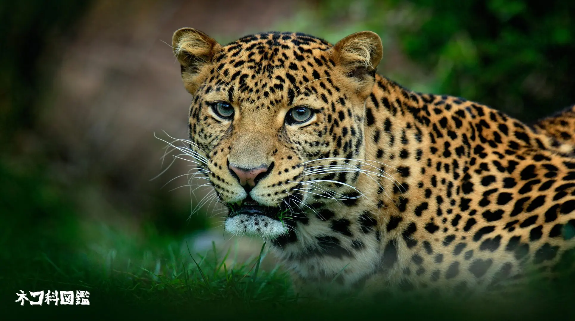 ヒョウ図鑑｜神秘的な斑点を持つ「森の忍者」の生態と保全活動 | ネコ