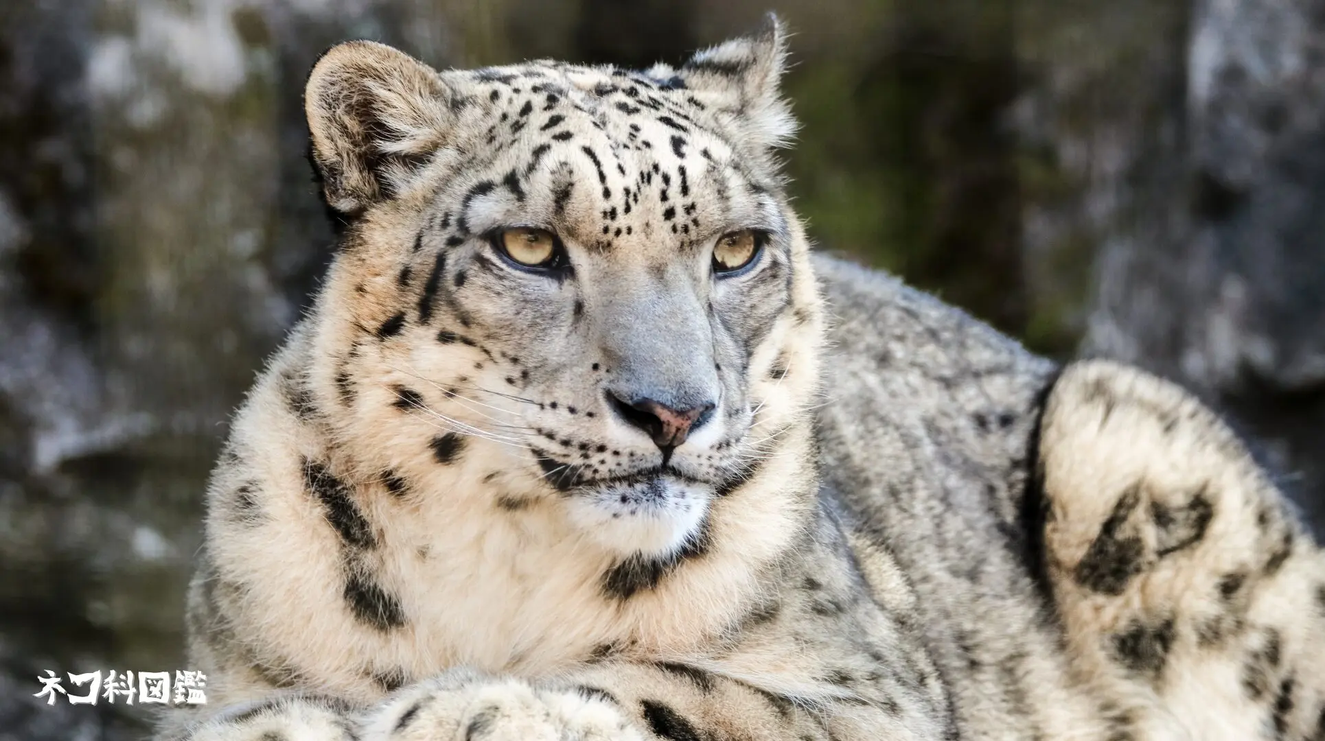 ユキヒョウ図鑑｜「雪山の王者」の生態と現状、保全活動まで | ネコ科図鑑