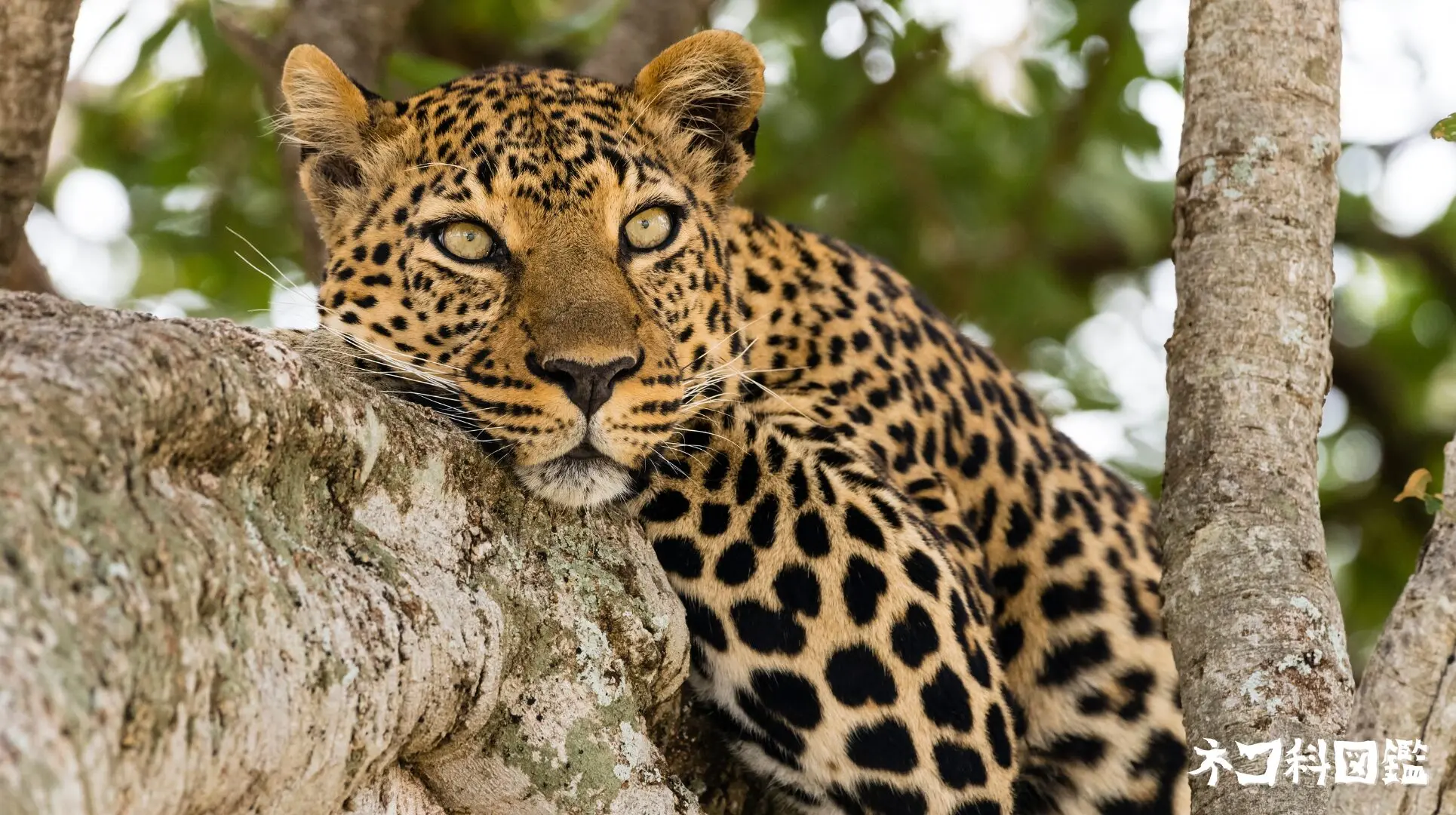 ヒョウ図鑑｜神秘的な斑点を持つ「森の忍者」の生態と保全活動 | ネコ