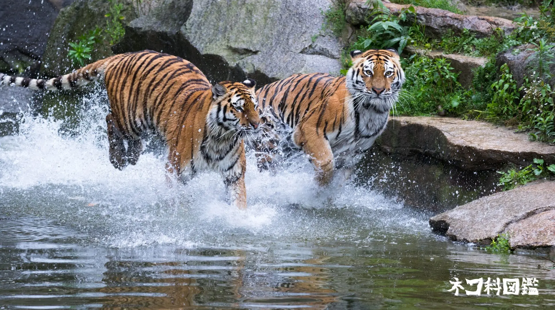 トラ図鑑 トラ図鑑｜伝説の「ジャングルの王者」の生態と現状、保全活動まで