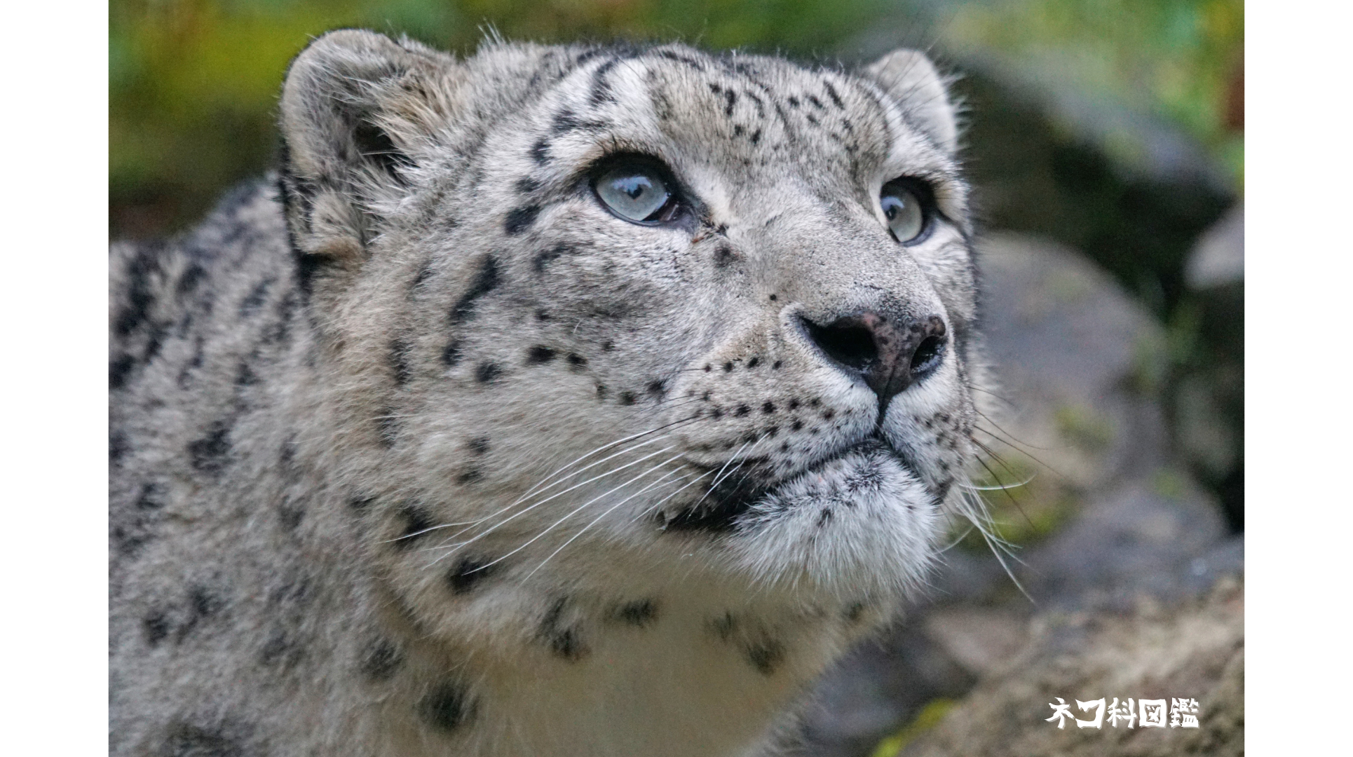 ユキヒョウ図鑑｜「雪山の王者」の生態と現状、保全活動まで | ネコ科図鑑