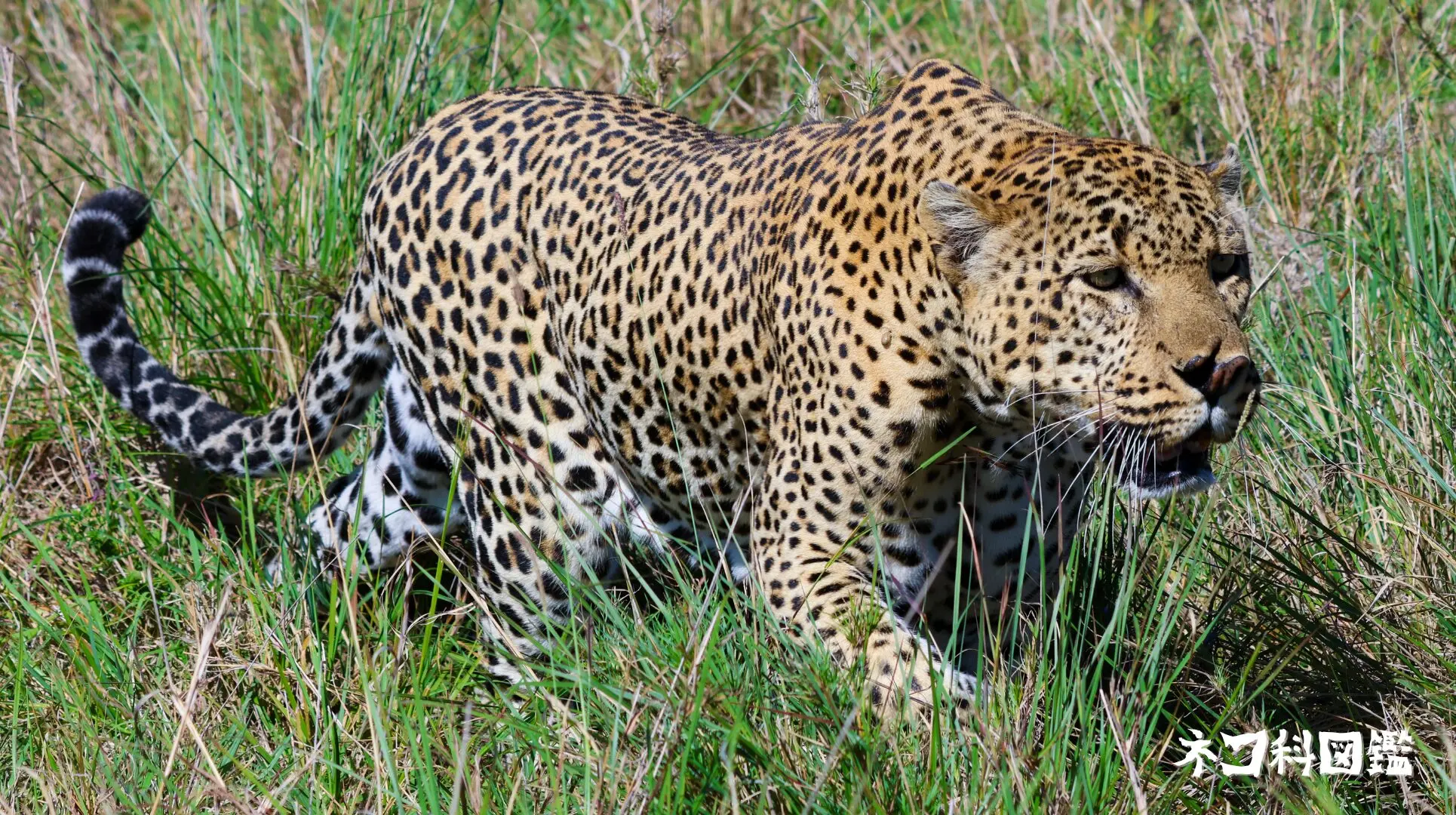 ヒョウ図鑑｜神秘的な斑点を持つ「森の忍者」の生態と保全活動 | ネコ