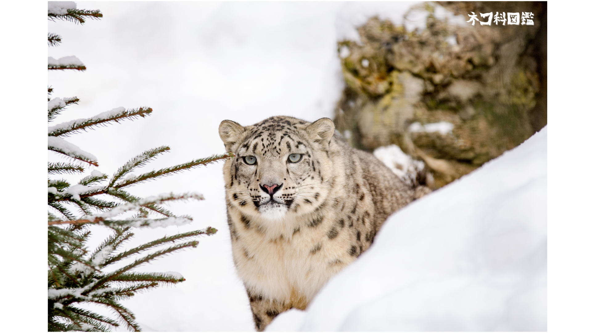 ユキヒョウ図鑑｜「雪山の王者」の生態と現状、保全活動まで | ネコ科図鑑