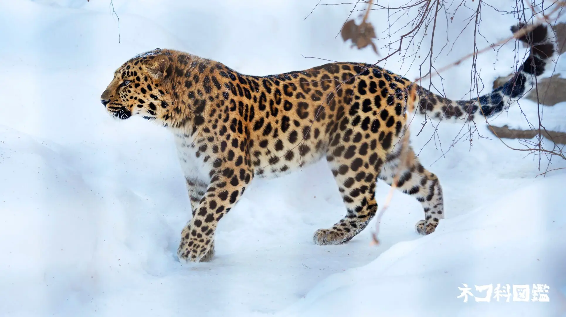 2022年産 エゾジカ毛皮 全身 ニホンジカ - Wikipedia