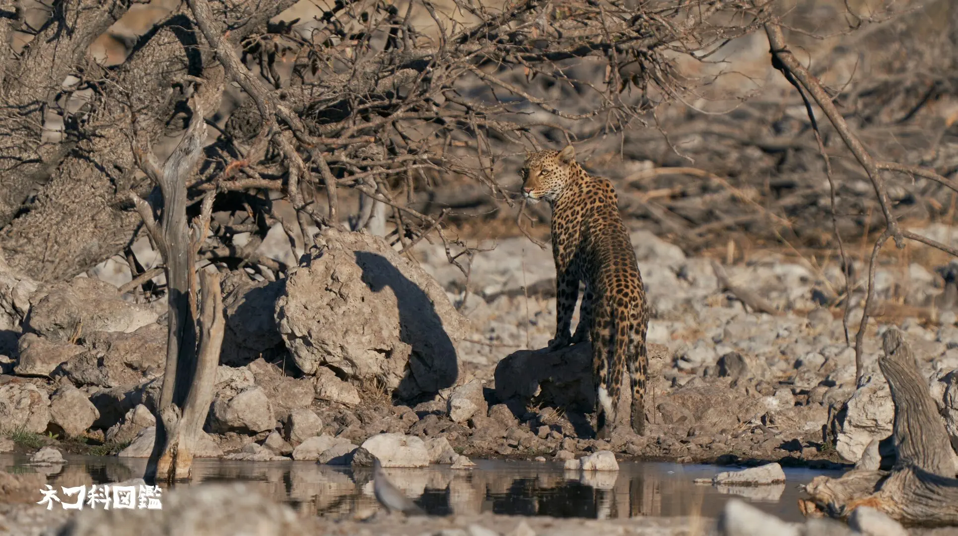 ヒョウ図鑑｜神秘的な斑点を持つ「森の忍者」の生態と保全活動 | ネコ