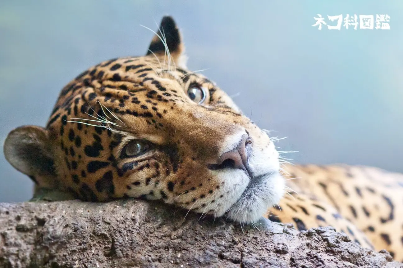ジャガー図鑑｜「アメリカ大陸の王者」の生態と現状、保全活動まで