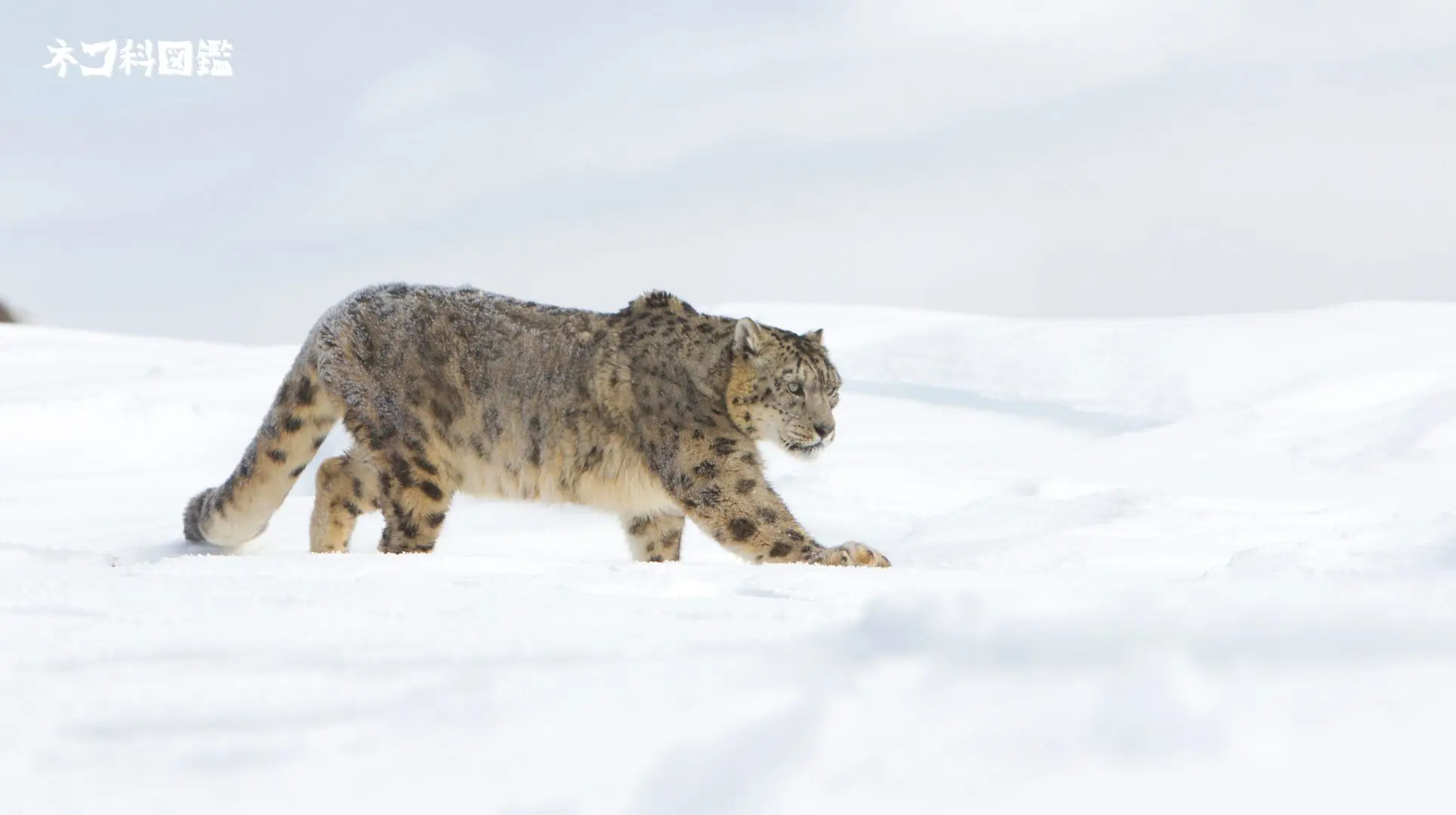 ユキヒョウ図鑑｜「雪山の王者」の生態と現状、保全活動まで | ネコ科図鑑