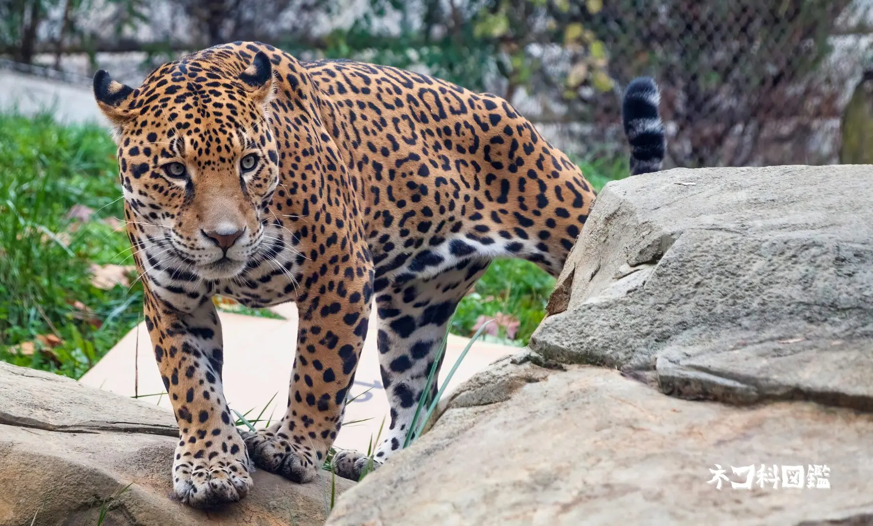 ジャガー図鑑｜「アメリカ大陸の王者」の生態と現状、保全活動まで