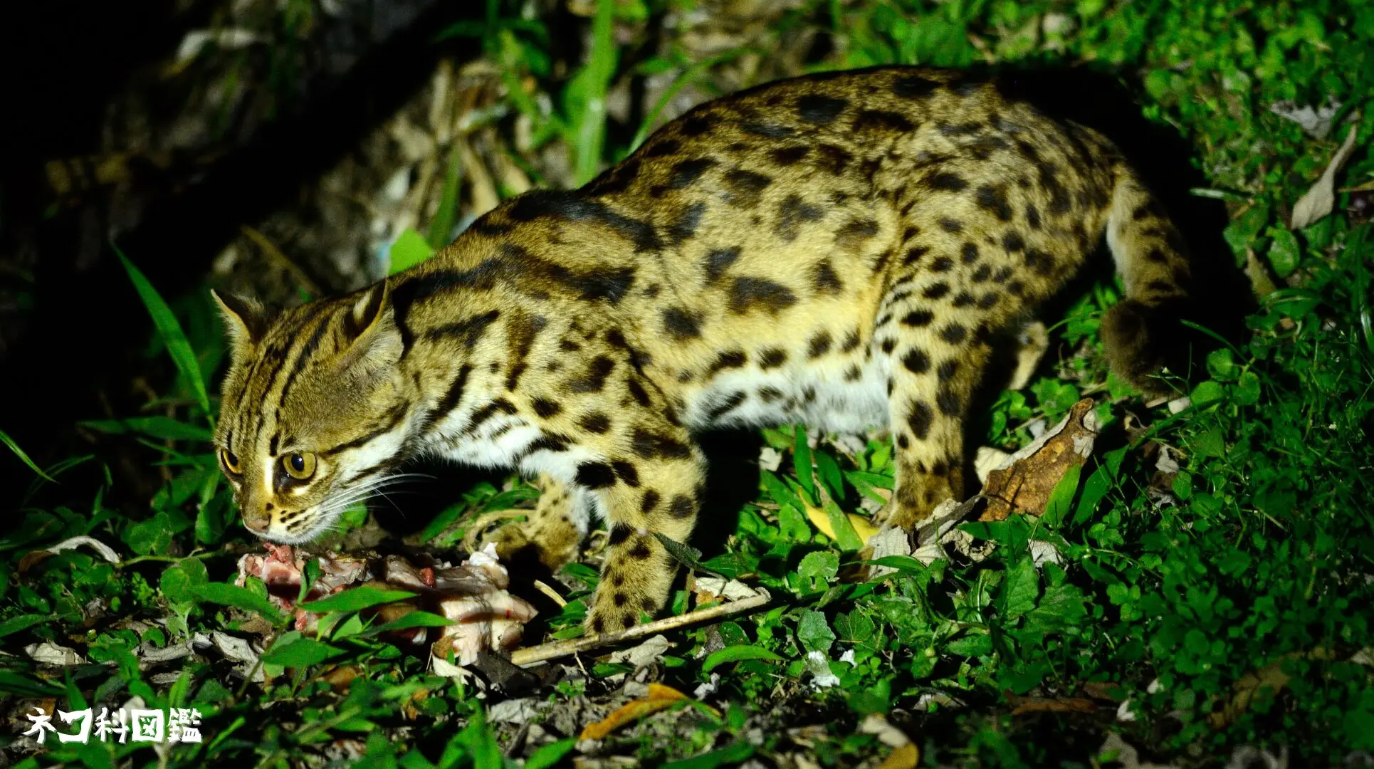 ベンガルヤマネコ図鑑｜アジア全域に生息する小さなヒョウ | ネコ科図鑑