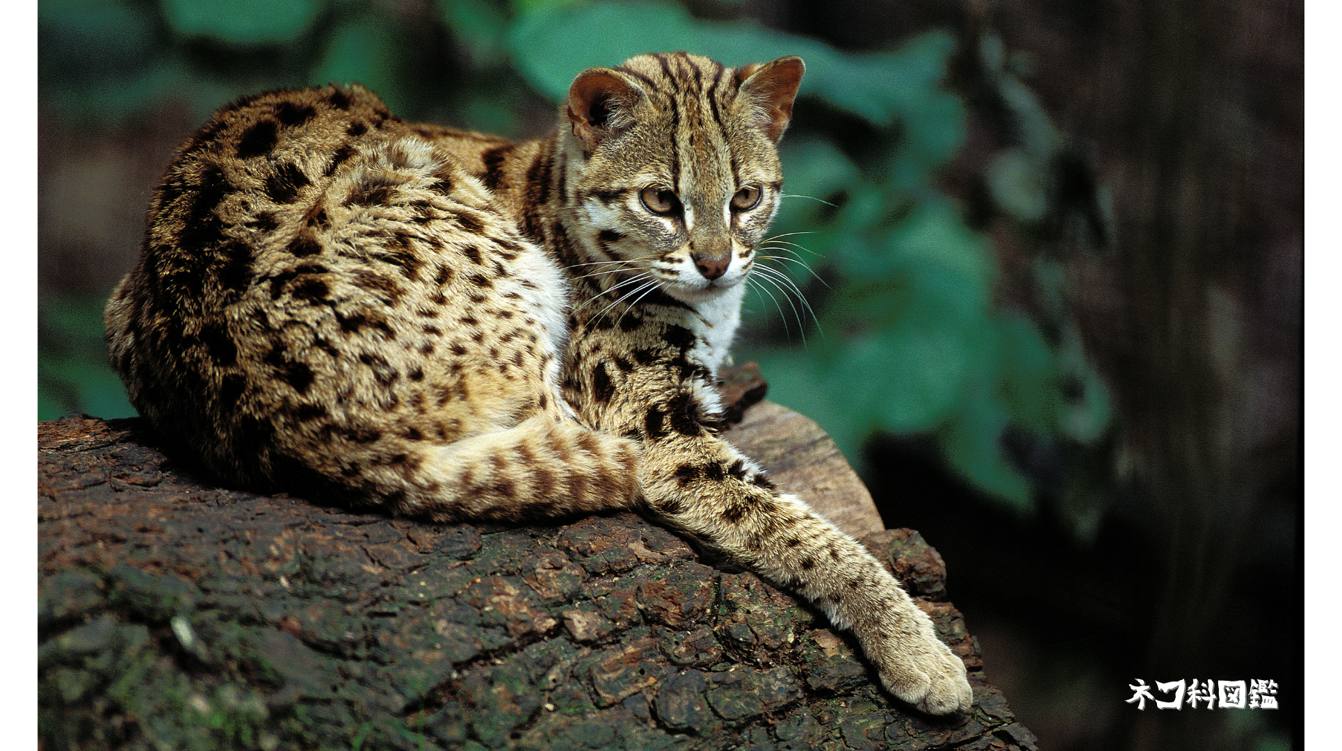 ベンガルヤマネコ図鑑｜アジア全域に生息する小さなヒョウ | ネコ科図鑑