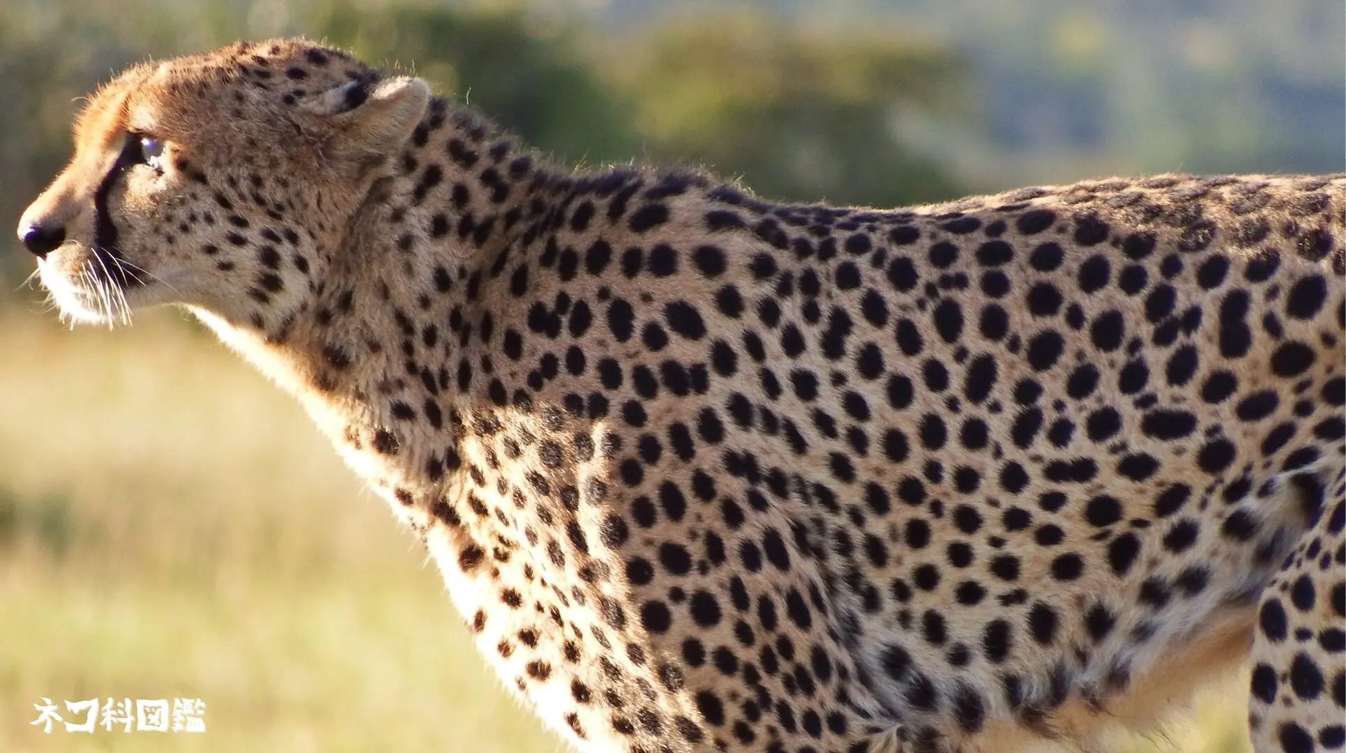 チーター図鑑｜草原の「速さの王者」の生態と現状、保全活動まで