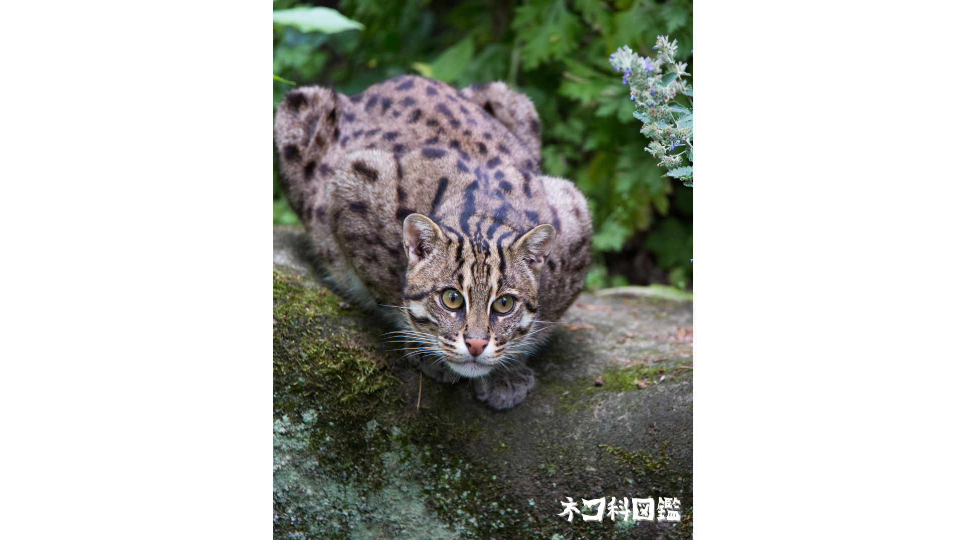 スナドリネコ図鑑｜「水辺のハンター」スナドリネコの生態と現状、保全