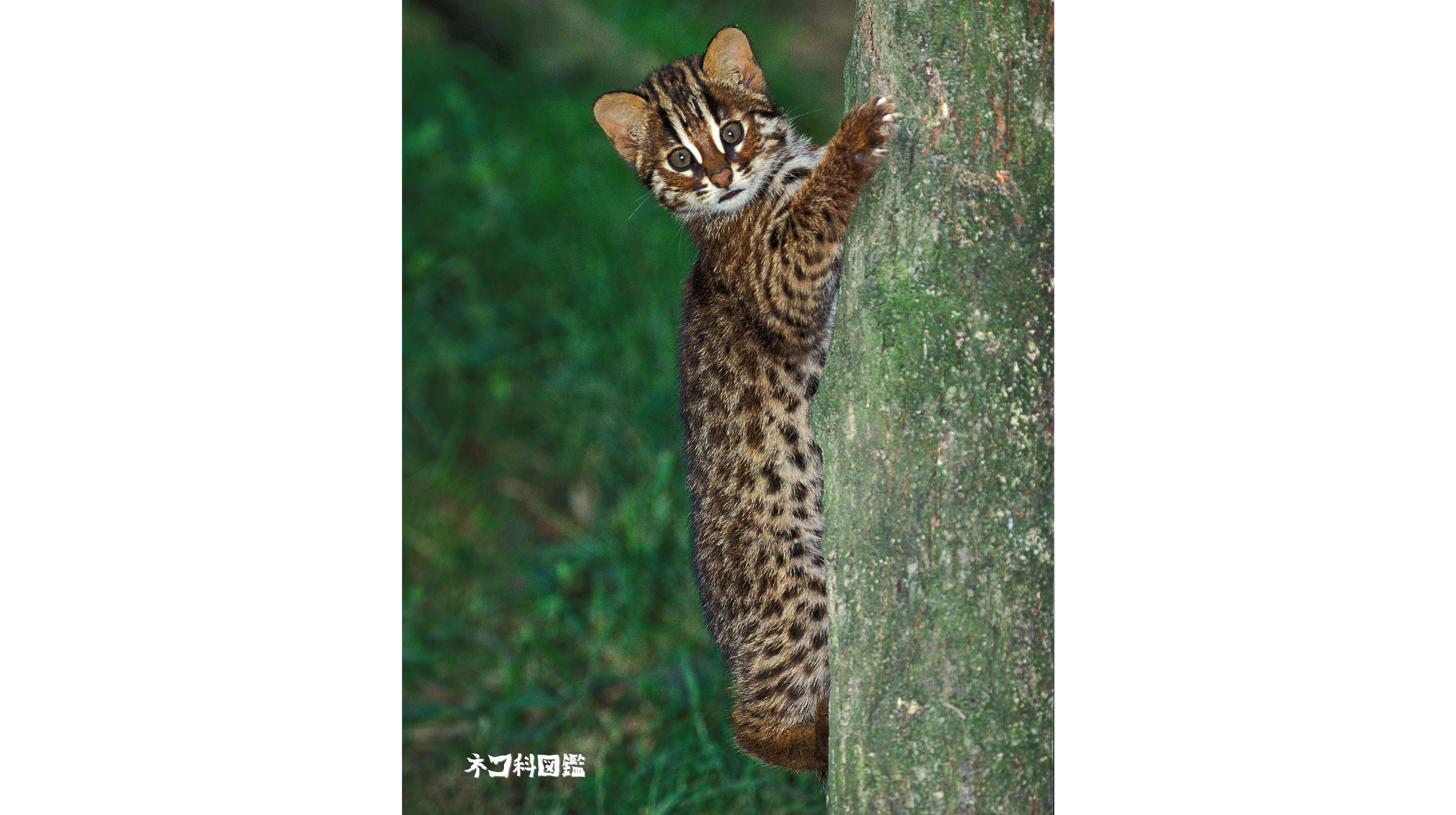 ベンガルヤマネコ図鑑｜アジア全域に生息する小さなヒョウ | ネコ科図鑑