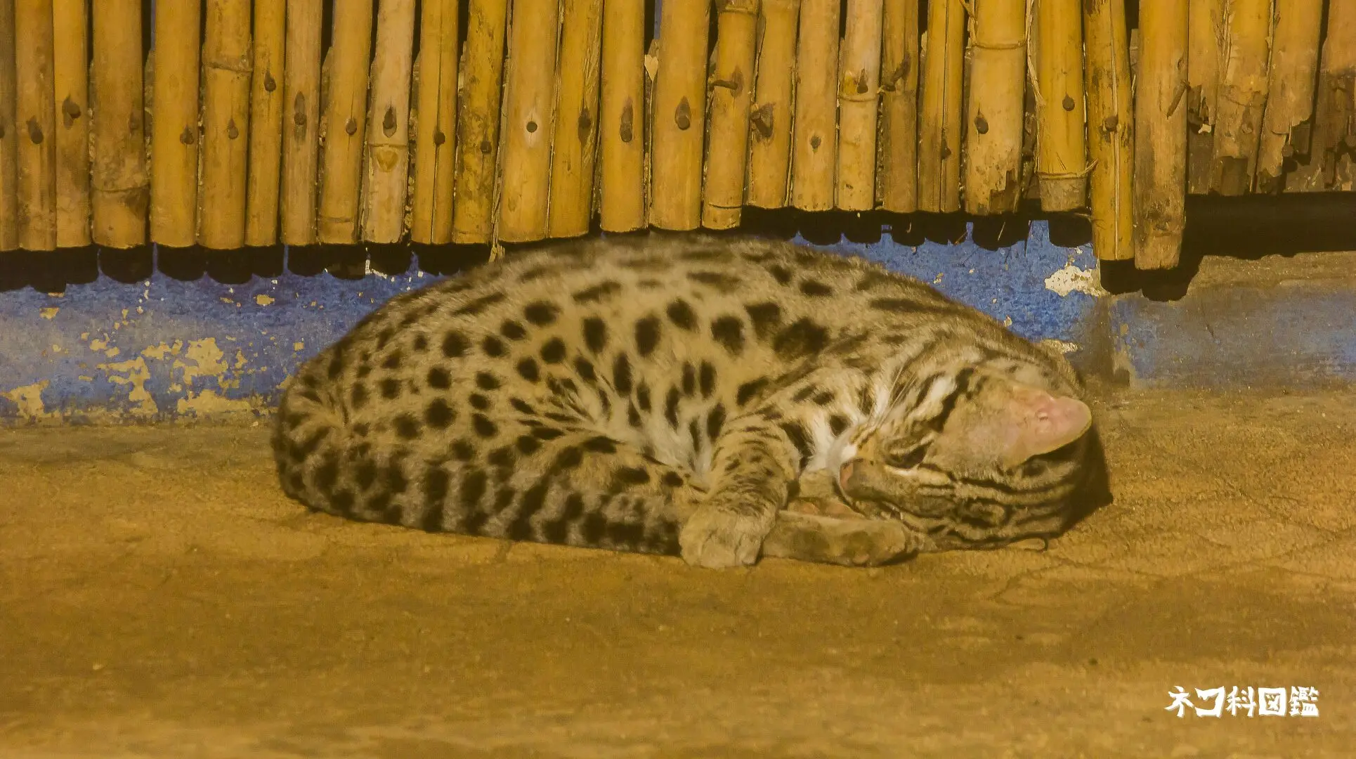 ベンガルヤマネコ図鑑｜アジア全域に生息する小さなヒョウ | ネコ科図鑑