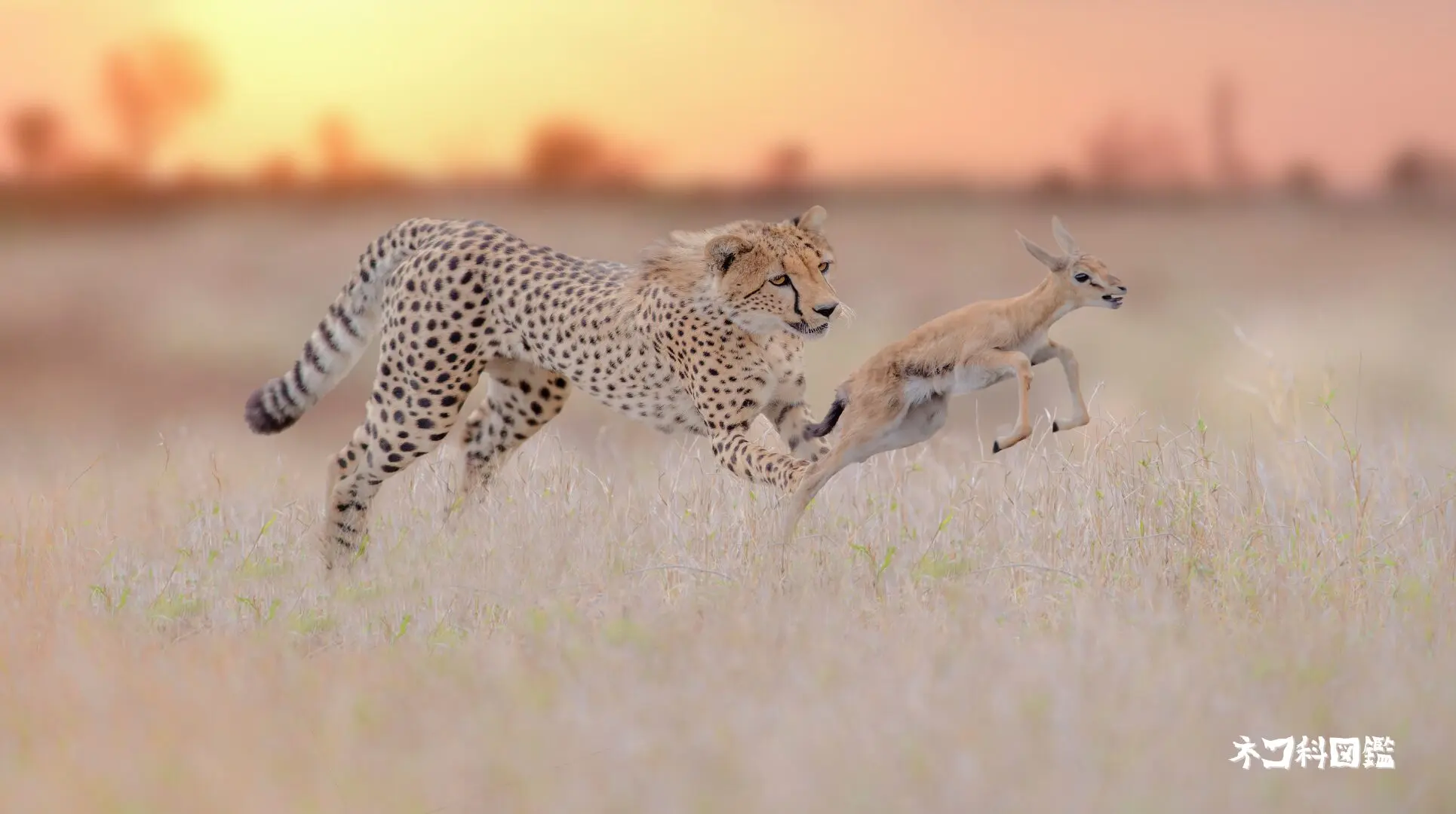 チーター図鑑｜草原の「速さの王者」の生態と現状、保全活動まで