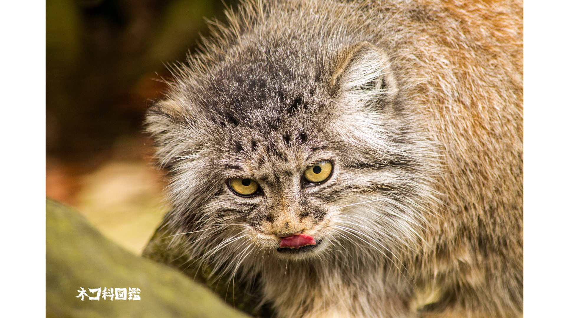 マヌルネコ図鑑｜魅力溢れる「最古のネコ」マヌルネコの生態と現状