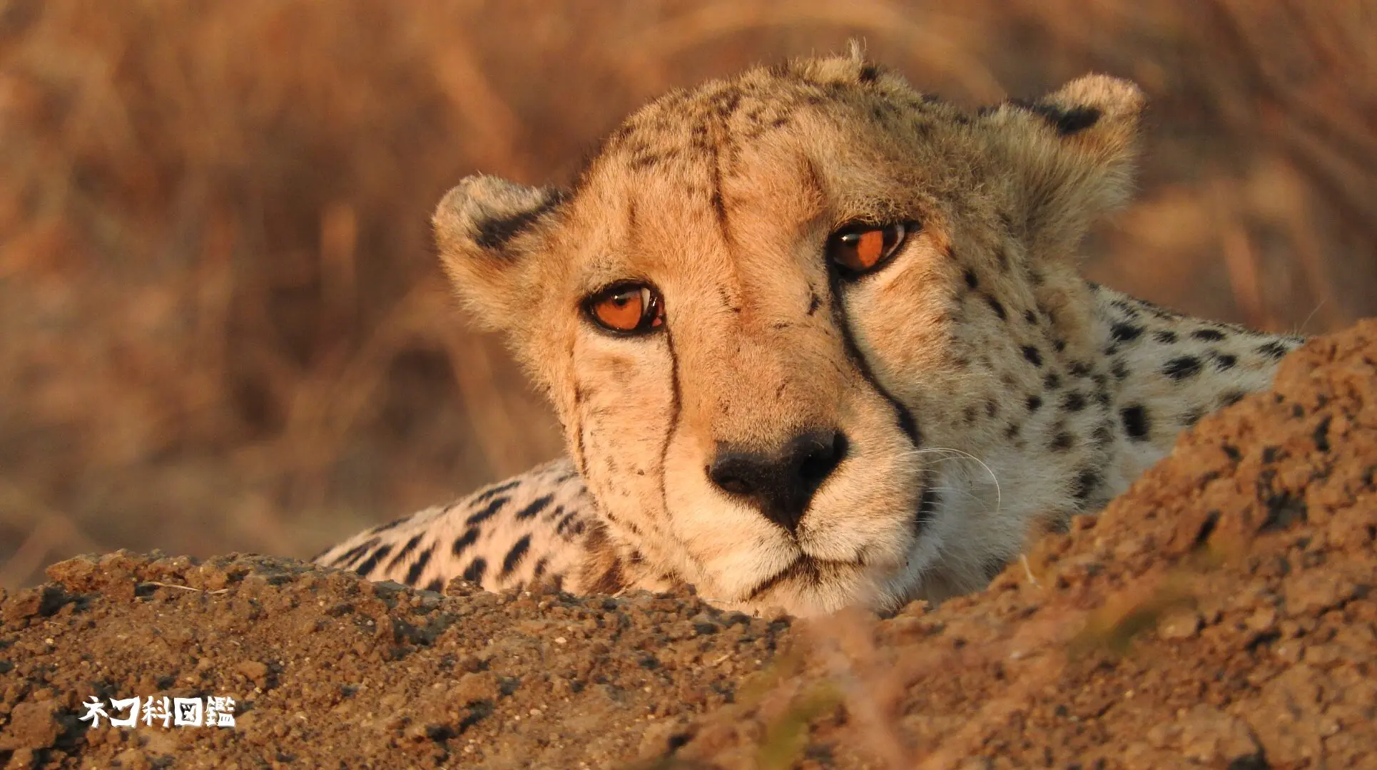 チーター図鑑｜草原の「速さの王者」の生態と現状、保全活動まで