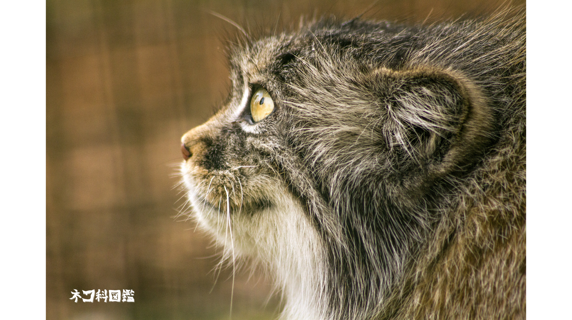 マヌルネコ図鑑｜魅力溢れる「最古のネコ」マヌルネコの生態と現状