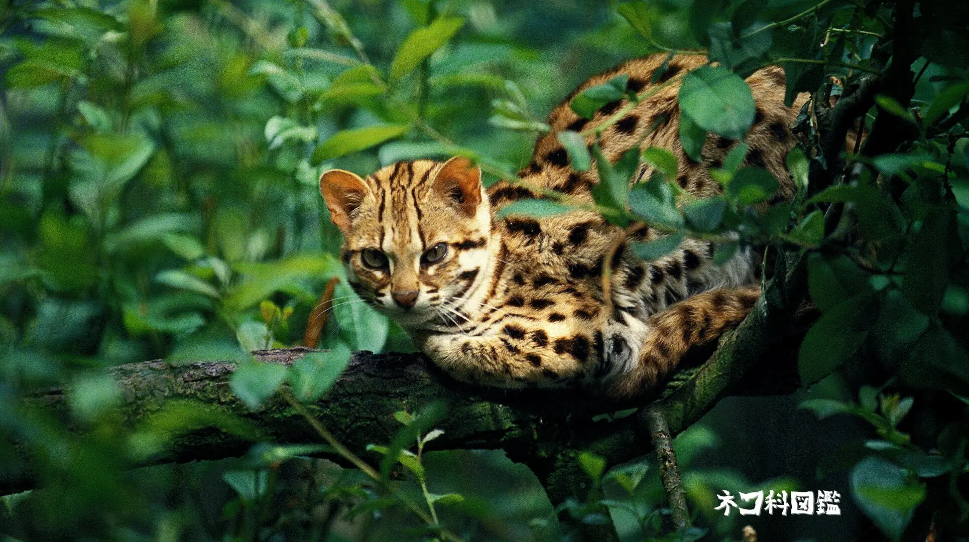 ベンガルヤマネコ図鑑｜アジア全域に生息する小さなヒョウ | ネコ科図鑑