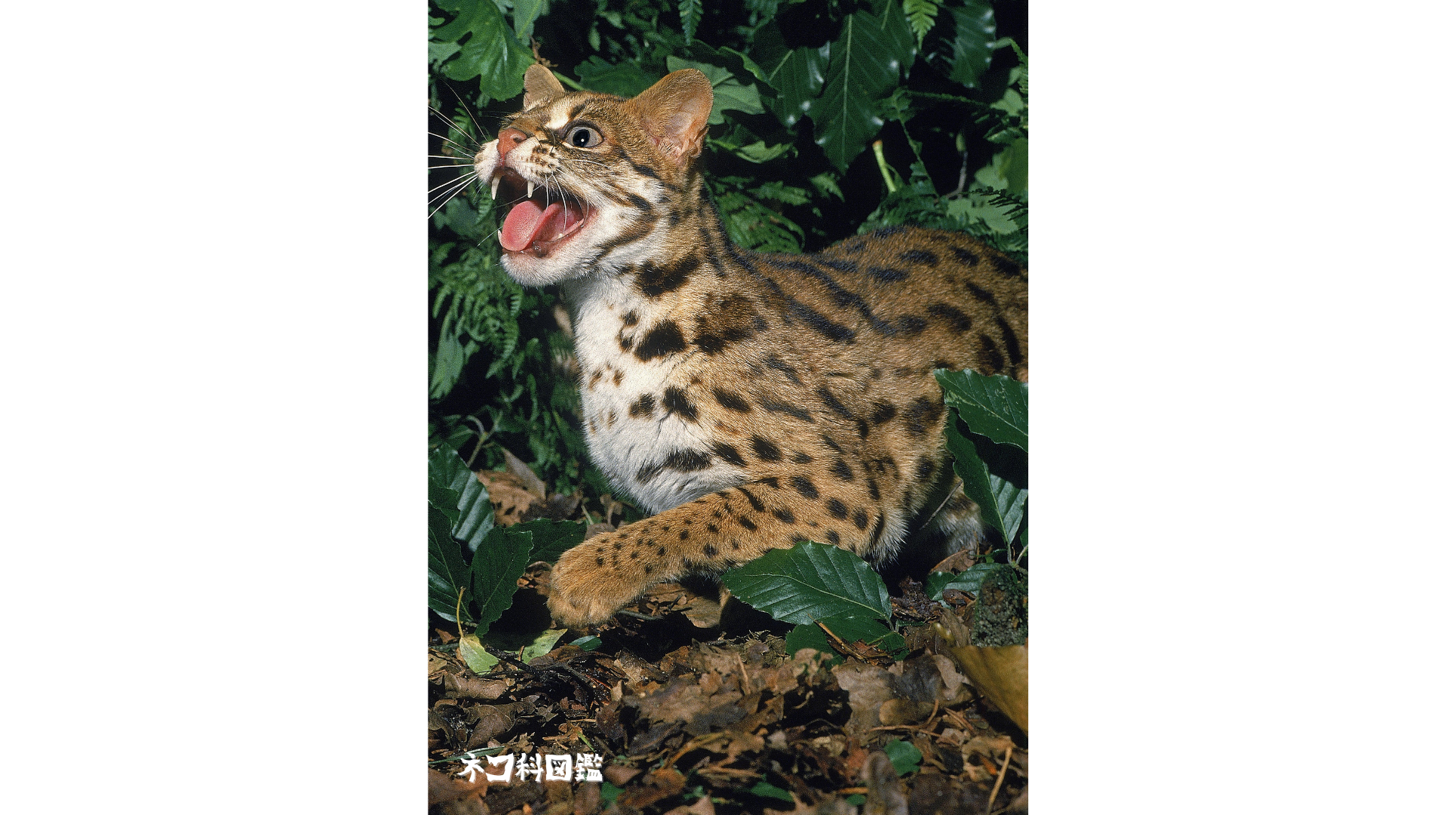 ベンガルヤマネコ図鑑｜アジア全域に生息する小さなヒョウ | ネコ科図鑑