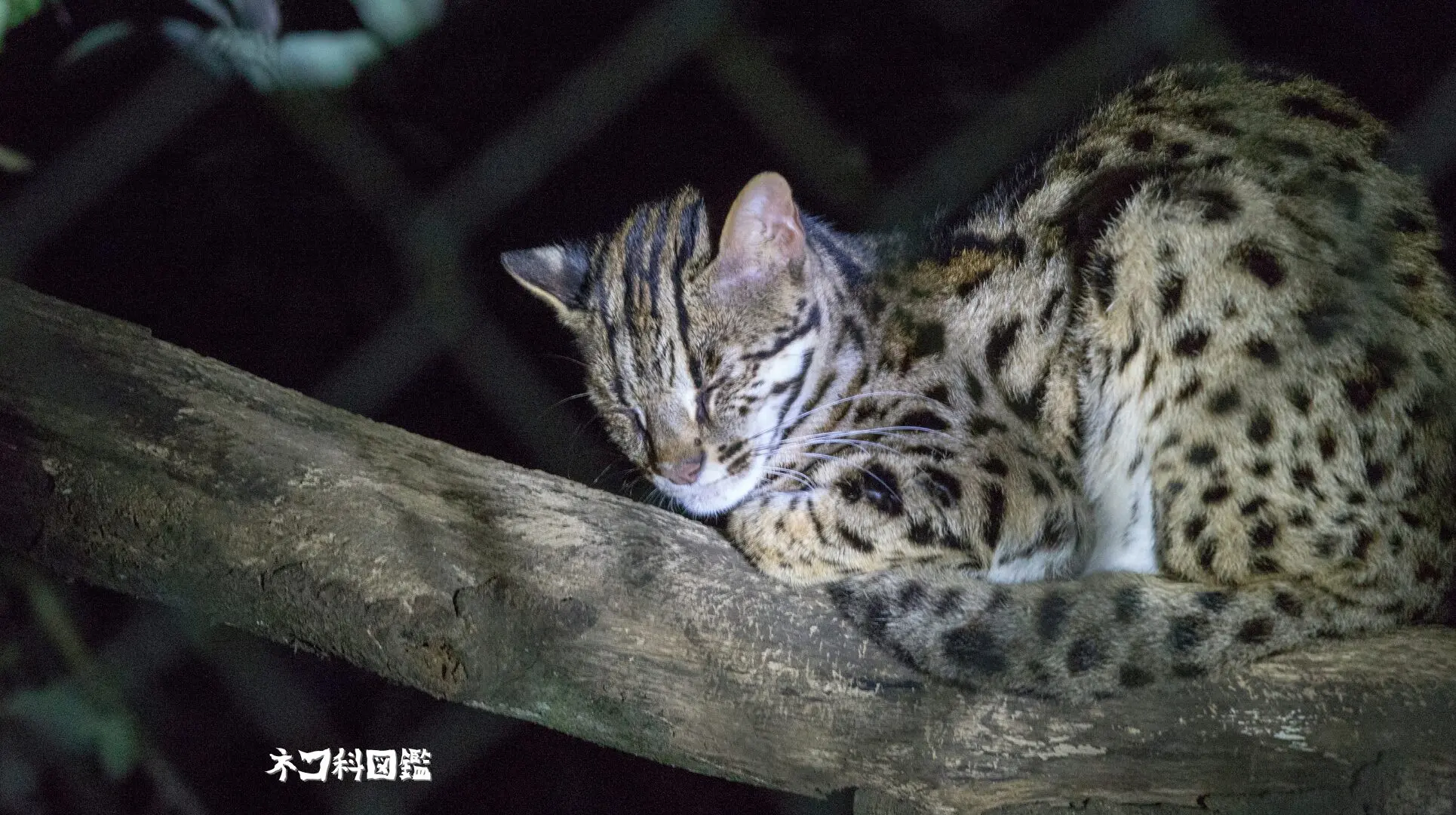 ベンガルヤマネコ図鑑｜アジア全域に生息する小さなヒョウ | ネコ科図鑑