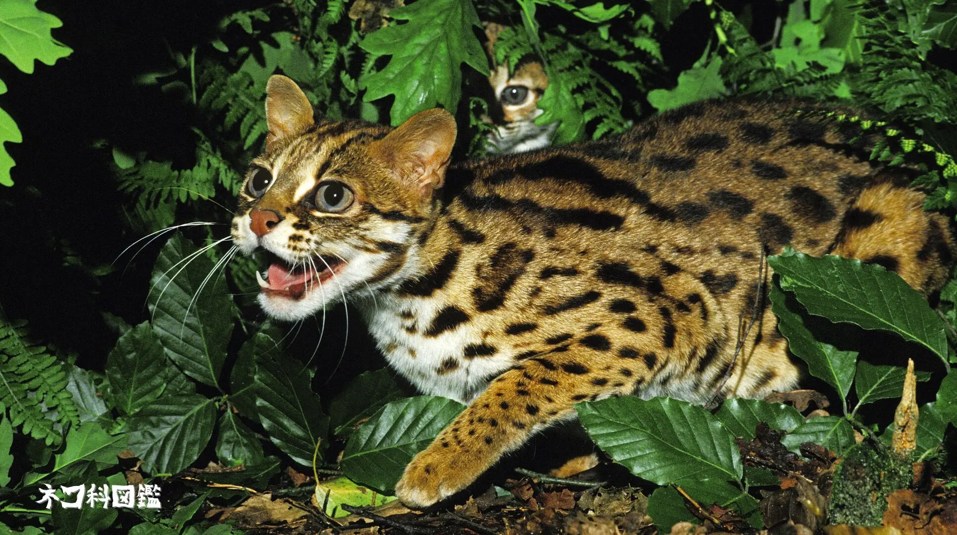 ベンガルヤマネコ図鑑｜アジア全域に生息する小さなヒョウ | ネコ科図鑑
