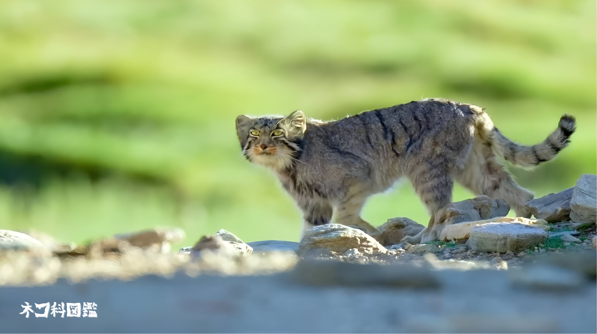 マヌルネコ図鑑｜魅力溢れる「最古のネコ」マヌルネコの生態と現状