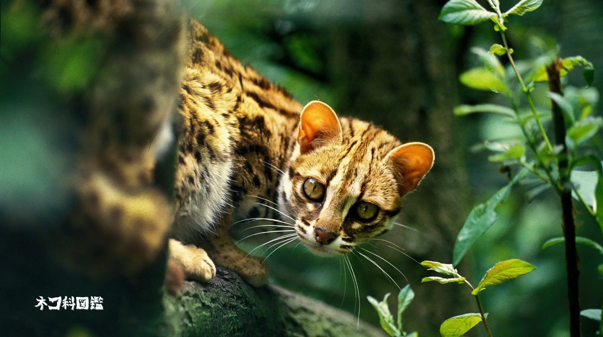 ベンガルヤマネコの剥製 国際希少野生動物登録票付き ベンガルヤマネコ