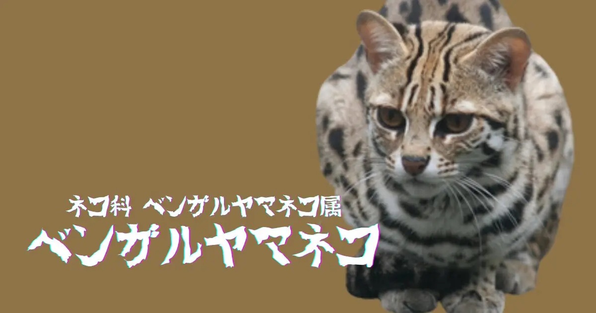 リビアヤマネコ図鑑｜イエネコ祖先の砂漠暮らし | ネコ科図鑑