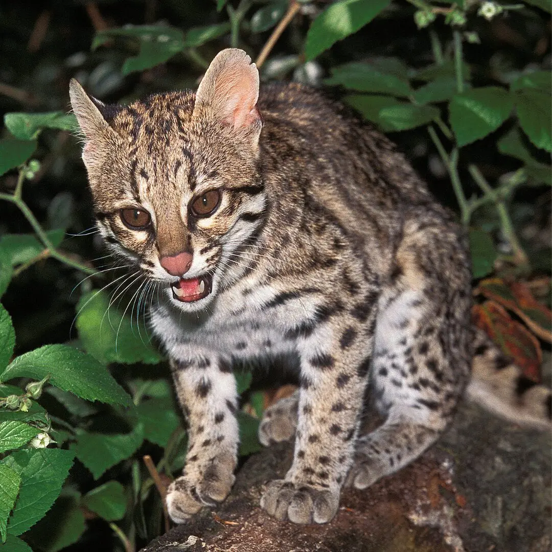 ベンガルヤマネコ図鑑｜アジア全域に生息する小さなヒョウ | ネコ科図鑑