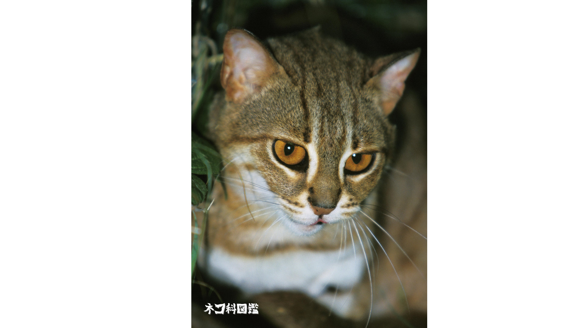 マレーヤマネコ図鑑｜東南アジアの「水辺の忍者」マレーヤマネコの生態