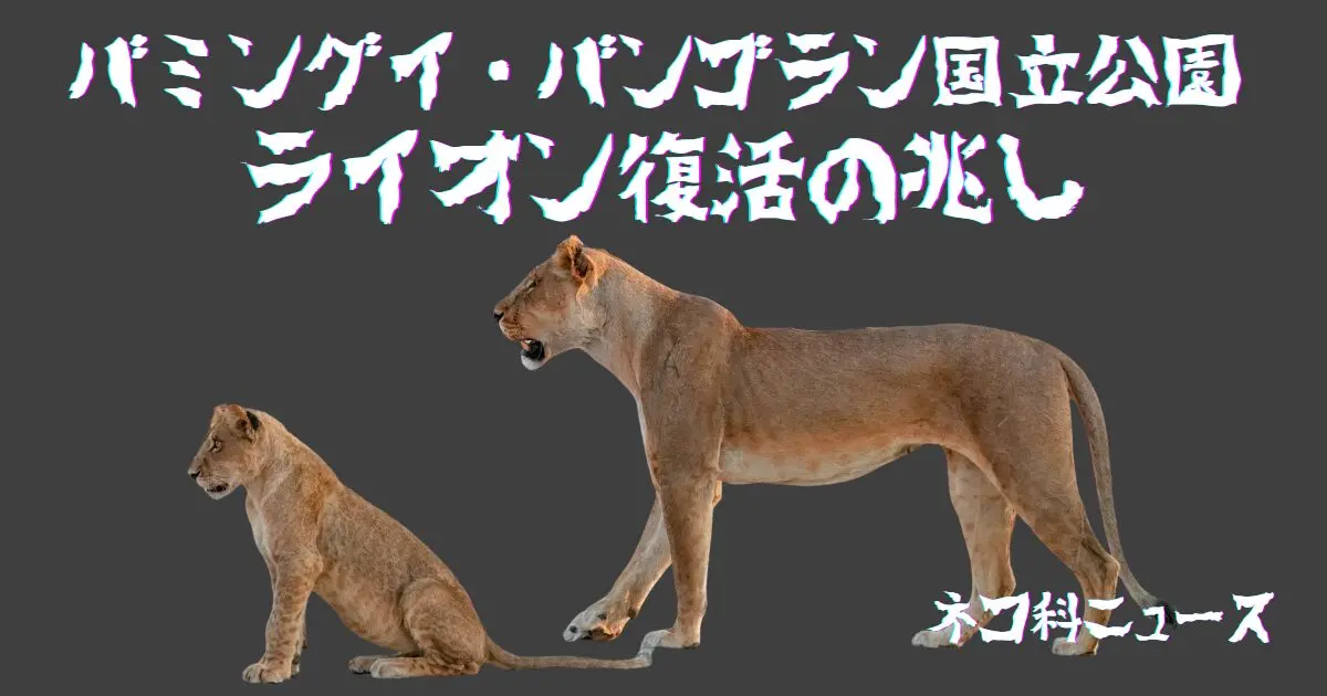 中央アフリカ共和国】バミングイ・バンゴラン国立公園でライオン復活の兆し
