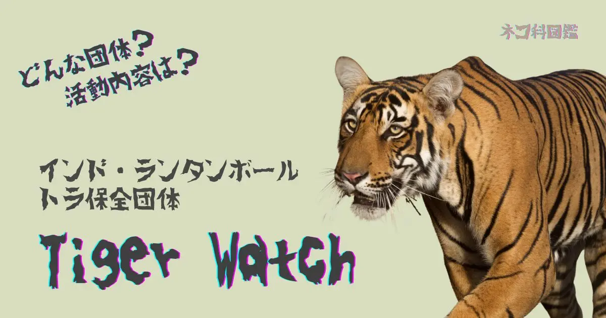 TigerWatch2.jpg.webp